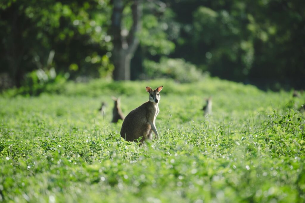 A wallaby stands alert in a lush, green Australian meadow, surrounded by the natural beauty of the bush. Just as this wallaby is attuned to its environment, "Pinterest Australia: How to Drive Traffic" helps you navigate the Pinterest platform to attract more visitors to your content in the Australian digital landscape.