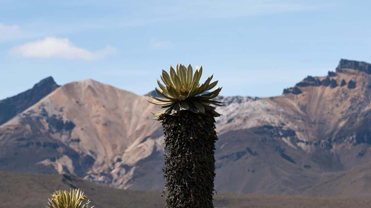 Aussie Creators: How to Nail Costa Rica Brands for Branded Tutorials
