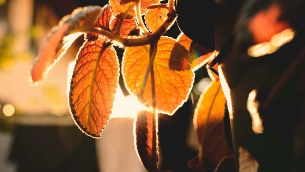Discover smart ways Australian advertisers can connect with Luxembourg eBay creators to boost wellness routines via influencer marketing.