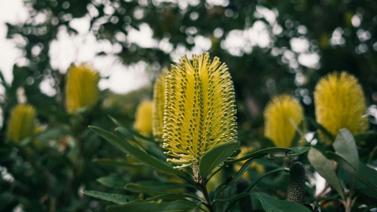 Aussie creators: land Uruguay travel guides on Twitch