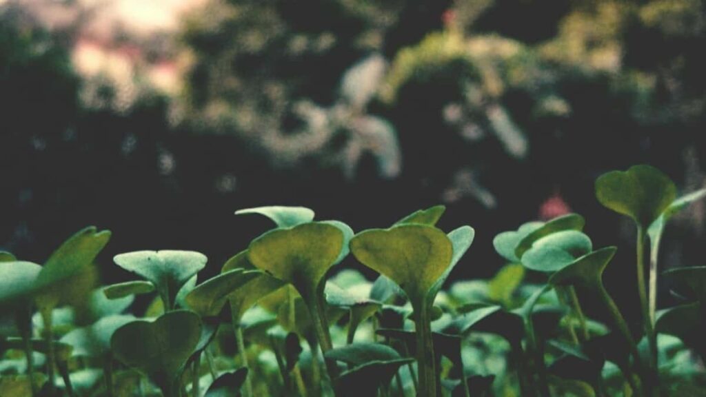 Practical, street-smart guide for Australian creators on contacting Algerian brands via Spotify to build tailored travel planning guides, using data-driven outreach and influencer tactics.