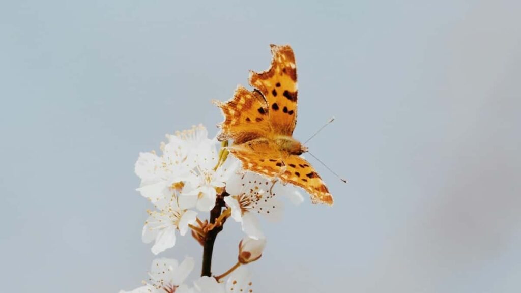 Practical, street-smart playbook for Australian creators to find, pitch and hype Bahrain brands on WeChat tactics, messaging templates, and campaign roadmap.