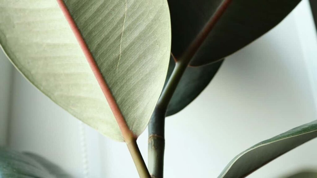 Practical guide for Australian advertisers to discover and partner with KakaoTalk creators for on-the-ground event vlogs, with outreach tactics, platform tips, and compliance notes.