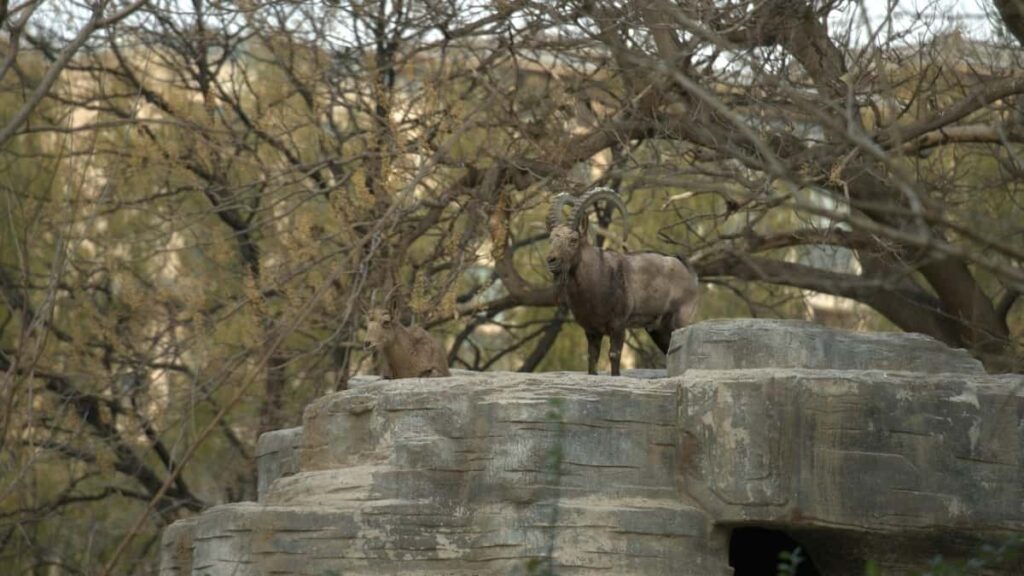 Practical guide for Australian advertisers to find, vet and brief Mexico-based Instagram creators for scalable UGC campaigns, with tools, workflow and legal tips.