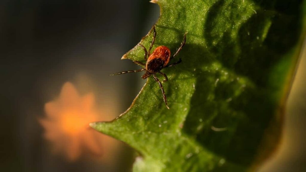 Practical playbook for Aussie creators who want French brands on Rumble to sponsor event coverage with sponsor tags outreach scripts, targeting, legal tips, and a plug for MaTitie's VPN pick.