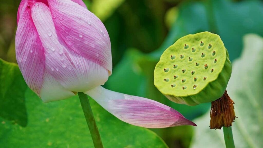 Practical, local guide for Australian creators who want to contact Italian brands on Amazon to make song reaction videos outreach scripts, legal tips, and platform hacks.