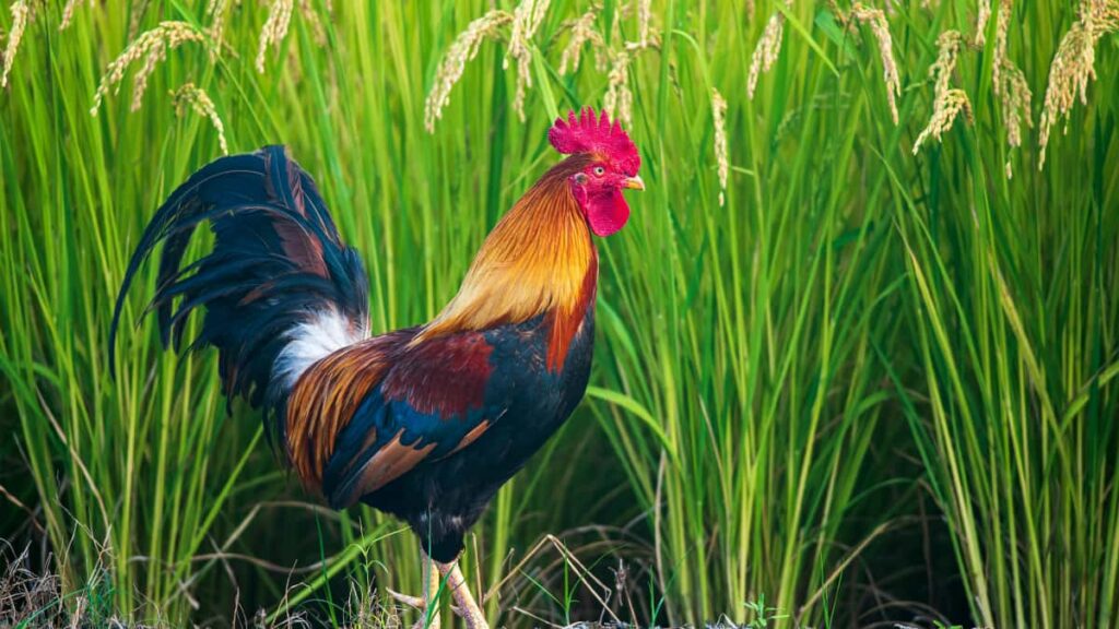 Practical, local guide for Australian advertisers on finding YouTube creators to promote new clothing collections actionable steps, outreach scripts, and ROI tips.