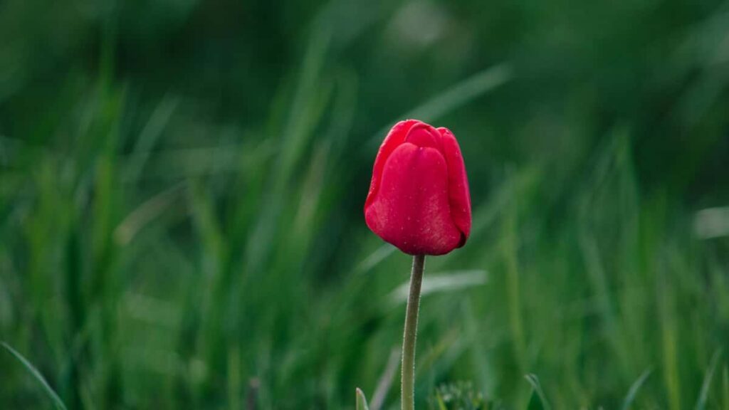 Practical guide for Australian advertisers to find and partner with Nepal-based Disney Plus creators and micro-influencers discovery channels, vetting checklist, outreach scripts, and campaign ideas.