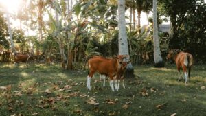 Practical playbook for Australian creators to pitch Tunisian brands on Instagram for unboxing videos outreach, local cues, formats, and deals.