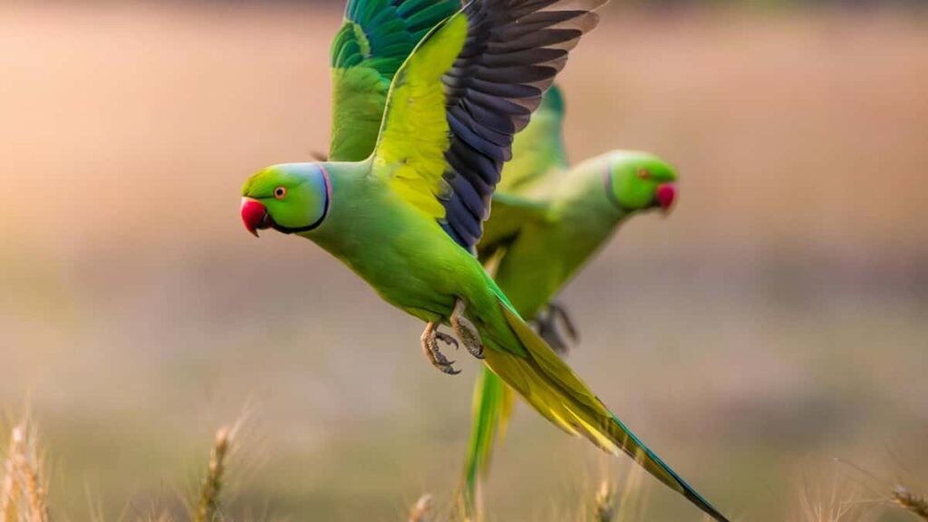 Practical, Australia-focused guide for creators on reaching Ukrainian brands via Zalo to build travel planning guides; privacy, outreach tactics, and risks covered.